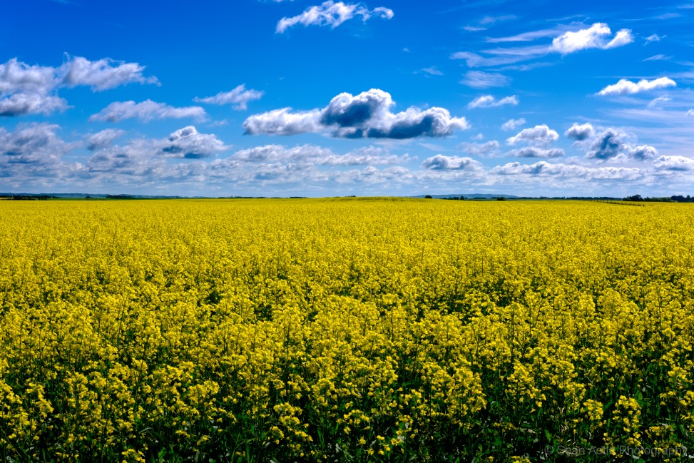 Canola Fields Forever