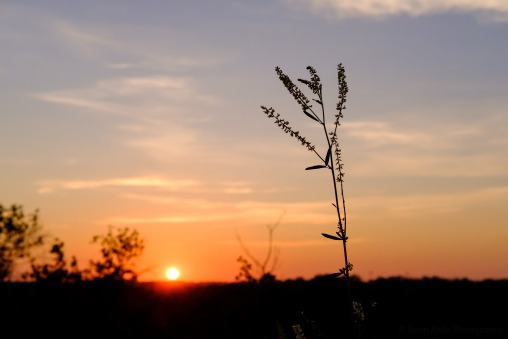 View from the Pioneer Cemetery at Dusk