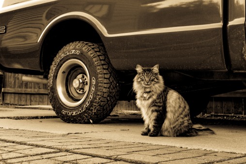 Truck Cat